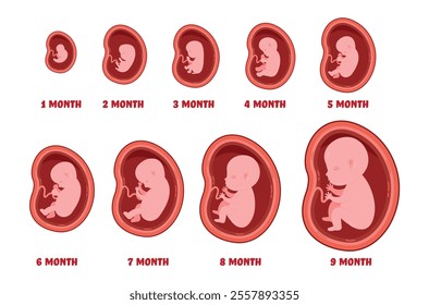 Pregnancy stages. Fetal foetus development process, human embryo growth for nine months, medical education and health, reproduction gynecology poster, cartoon isolated garish vector set