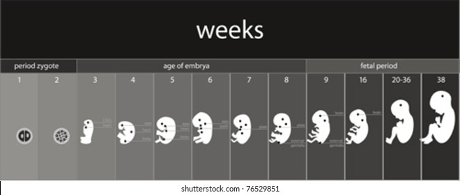 Pregnancy stages and fetus developments
