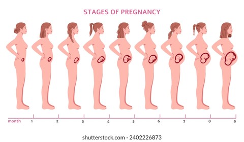 Pregnancy stages. Fetus develops, nine months, child formation, woman silhouette profile view, abdomen changing size, gynecology infographic, cartoon flat isolated tidy vector concept