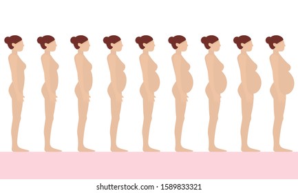 Pregnancy Stages Flat Vector Illustration Pregnant Stock Vector Royalty Free