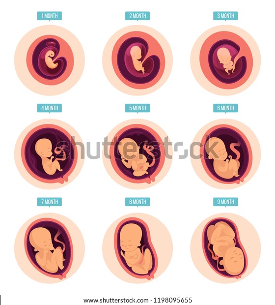 Pregnancy Stages Human Growth Stages Embryo Stock Vector (Royalty Free ...