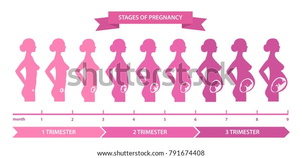 Pregnancy stages line. Nine months divided\
into three stages, trimesters, changes in female body, fetal\
development. Vector flat style cartoon illustration isolated on\
white background