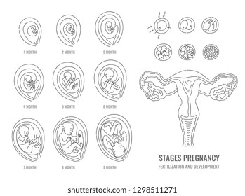 Pregnancy stages with process of fertilization and development of embryo in line hand drawn style isolated on white background - vector illustration of mitosis and fetal growth cycle.