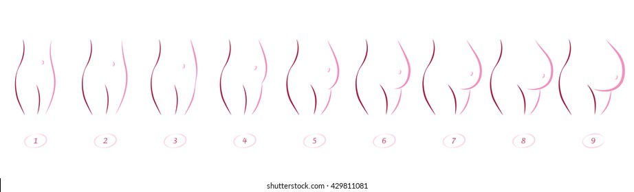 Pregnancy stages - sequence of belly growth in nine months - outline icon illustration on white background.