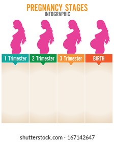 Pregnancy stages. Vector illustration