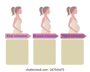 Pregnancy trimester info graphic vector illustration