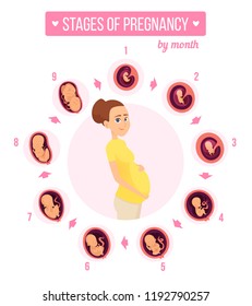 Pregnancy Trimester Infographic Human Growth Stages Stock Vector ...