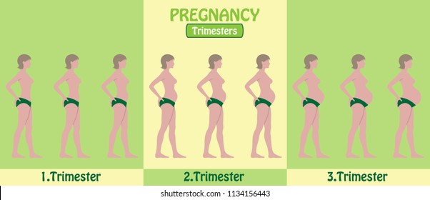 Pregnancy Trimesters of pregnant woman with pants. All the objects and body stages are in different layers and the text types do not need any font. 