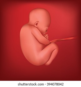 Pregnancy. ultrasound,  baby fetus,  fetus development. 35-40 weeks. Vector.  Fetal growth from fertilization to birth.  fetal size and shape. Birth. Human  fetus, embryo. Fetus months of pregnancy