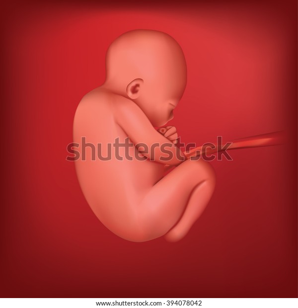 Pregnancy. ultrasound,  baby fetus,  fetus\
development. 35-40 weeks. Vector.  Fetal growth from fertilization\
to birth.  fetal size and shape. Birth. Human  fetus, embryo. Fetus\
months of pregnancy
