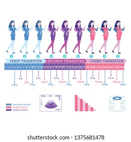 Pregnancy Visual Timeline