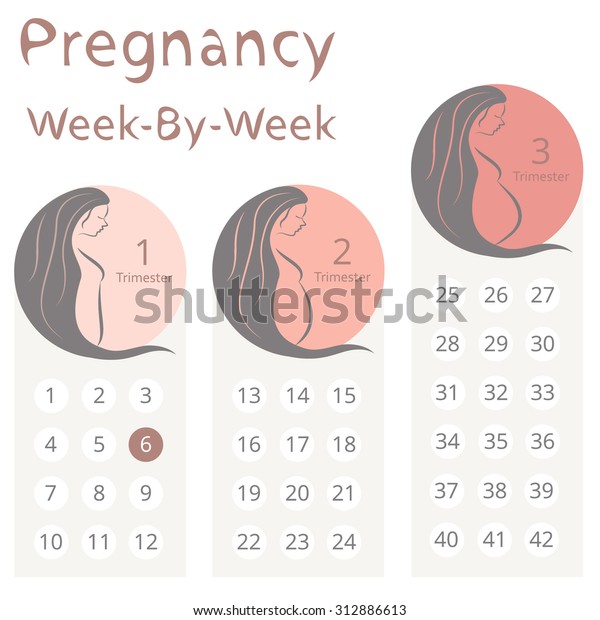 Pregnancy Week By Week Calendar Trimesters Stock Vector (Royalty Free