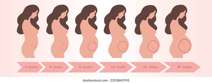 Pregnancy woman pregnant in weeks vector illustration