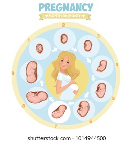 Pregnant beautiful woman vector infographics. Pregnancy by trimester stages vector illustration. Female with fetus in belly.