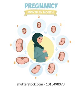 Infografías vectoriales preñadas. Mujer embarazada usando hiyab. Musulmán. Ilustración vectorial del embarazo por etapas del trimestre. Mujer con feto en el vientre.