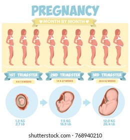 Infografías vectoriales preñadas. Ilustración vectorial del embarazo por etapas del trimestre. Mujer con feto en el vientre.