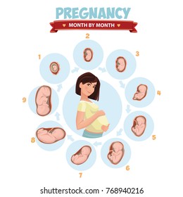 Pregnant beautiful woman vector infographics. Pregnancy by trimester stages vector illustration. Female with fetus in belly.