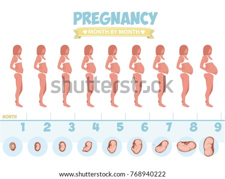 Pregnant Beautiful Woman Vector Infographics Female Stock Vector