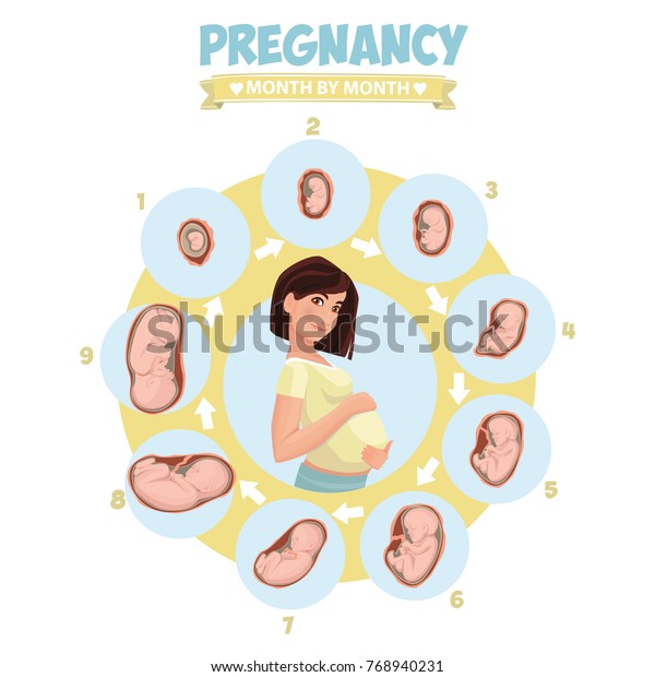 Infografías Vectoriales Preñadas Ilustración Vectorial Del Embarazo Por Etapas Del Trimestre 