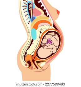 Anatomía femenina embarazada. Plan de anatomía de una mujer embarazada y de un feto. 