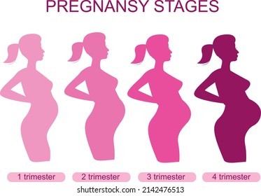Pregnant female silhouettes. Changes in a woman's body in pregnancy. A pregnant woman in the 1st, 2nd, 3rd trimesters. Pregnancy main stages. Infographics. Flat cartoon illustration isolated.