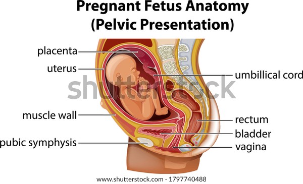 pregnant female reproductive system