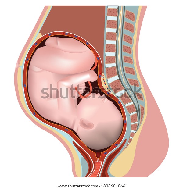 pregnant female reproductive system