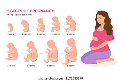 Mujeres embarazadas y desarrollo embrionario ciclo mes a mes de 1 a 9 meses al nacimiento con iconos embrionarios elementos infográficos médicos aislados en fondo blanco, ilustraciones planas vectoriales.