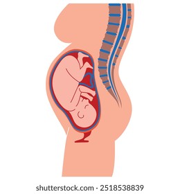 Mujer embarazada. Feto en el útero. Ilustración minimalista. Cartel médico