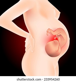 pregnant woman with fetus in womb