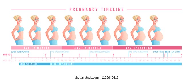 Pregnant woman with growing belly by months. Pregnancy timeline by weeks. Vector illustration isolated on white background EPS10.
