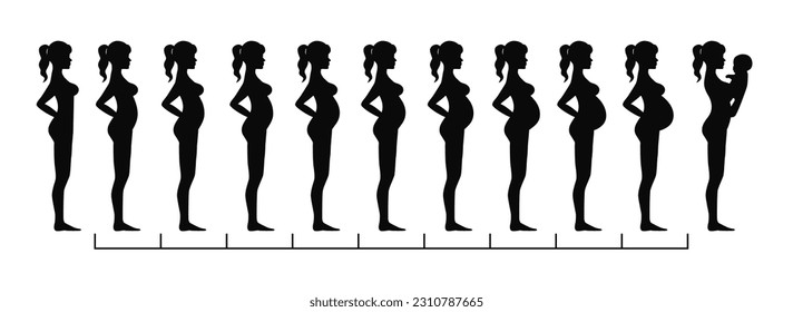 Pregnant woman silhouette, stages of pregnancy