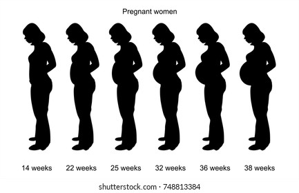 Pregnant woman.  Stages of abdominal growth.  Pregnancy Calendar.  Scale.  Schedule.  Poster.  Time of the week.  Contrast.  Side view.  Vector.  Can be used in advertising, design.