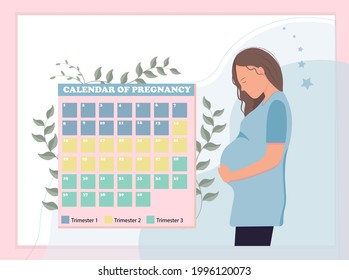 Pregnant woman standing near the calendar of pregnancy, trimester of pregnancy, maternity concept, flat vector illustration