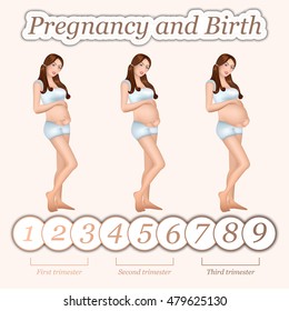 Pregnant woman in trimester to continue 9 months. Pregnancy infographics. Vector illustration.