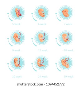 Pregnant woman. Vector colorful illustration with pregnancy concept