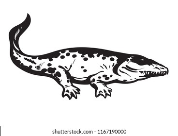 Prehistoric amphibian, Carboniferous tetrapod Stegocephalia Whatcheeriidae. Hand drawn vector illustration in sketch style isolated on white background.