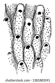 Prehistoric Bryozoan is marine animal similar to a coral, vintage line drawing or engraving illustration.