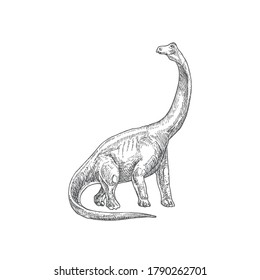 Prehistoric Dinosaur Doodle Vector Illustration. Hand Drawn Brontosaurus Reptile Engraving Style Drawing. Isolated.