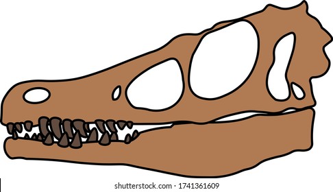Prehistoric Dinosaur Fossil Raptor Skull  