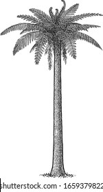 Prehistoric fern tree illustration, drawing, engraving, ink, line art, vector