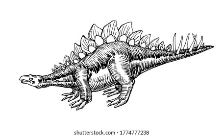 prehistoric Jurassic reptile, herbivorous stegosaurus dinosaur with a crest & spines on its tail, vector illustration with black ink lines isolated on a white background in a hand drawn style