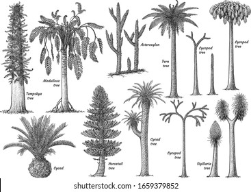 Prehistoric plant collection, illustration, drawing, engraving, ink, line art, vector