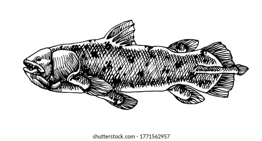 prehistoric sea fish, coelacanth, deep water ancient animal, dinosaur, vector illustration with black ink lines isolated on a white background in hand drawn style