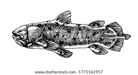 prehistoric sea fish, coelacanth, deep water ancient animal, dinosaur, vector illustration with black ink lines isolated on a white background in hand drawn style