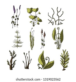 Prehistoric vector plants. Differenr extinct greenery, Cartoon botanical rainforest set.