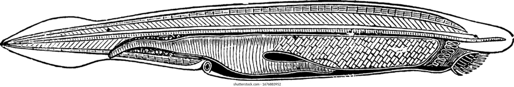 The prehistoric vertebrate, the lancelet or Amphioxus are fish-like benthic filter feeding chordates, harvested commercially as food for humans, vintage line drawing or engraving illustration.