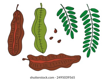 Prekese Tetrapleura tropical fruit hand drawn vector illustration on isolated background. Botanical colored drawing African legume tree with fetus, branch, leaves. Medical plant, aromatic spice, food