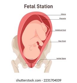 Prelabor position of the fetus in the uterus. Fetus movement during the labor. Biology and gynecology. Flat vector illustration