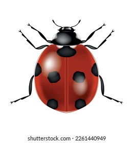 Preliminary illustration of a ladybug beetle.